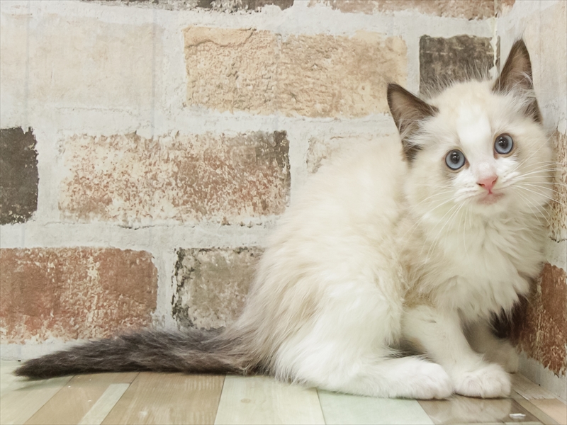 富山県のラグドール (ワンラブ富山ファボーレ店/2025年10月18日生まれ/女の子/シールポイントバイカラー)の子猫の2枚目の画像