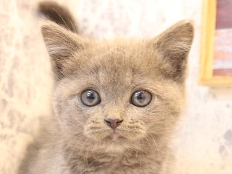 東京都のブリティッシュショートヘアー (ワンラブららぽーと立川立飛店/2025年10月14日生まれ/女の子/ブルー)の子猫の1枚目の画像