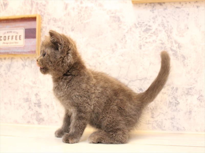 東京都のブリティッシュショートヘアー (ワンラブららぽーと立川立飛店/2025年10月14日生まれ/女の子/ブルー)の子猫の3枚目の画像