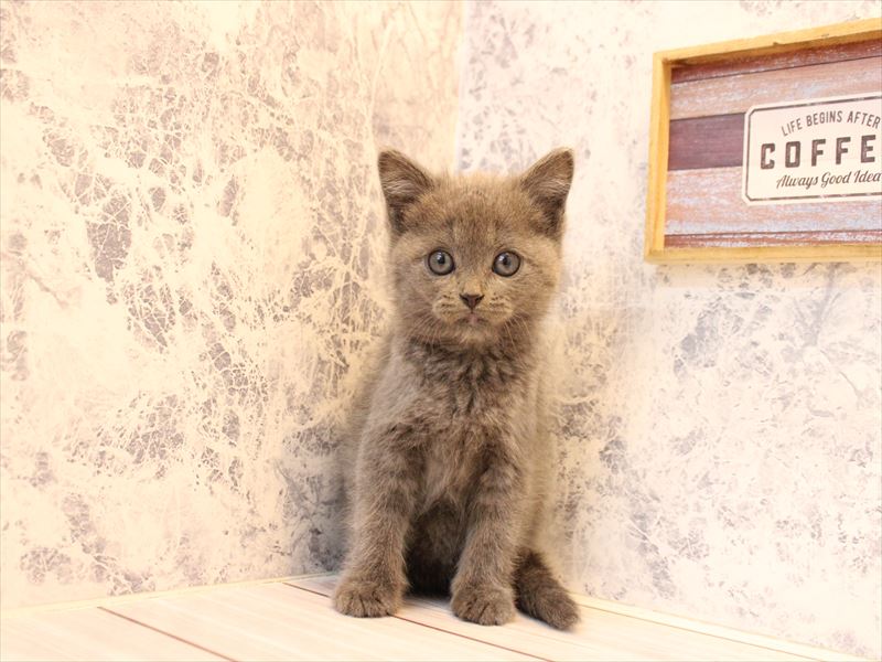 東京都のブリティッシュショートヘアー (ワンラブららぽーと立川立飛店/2025年10月14日生まれ/女の子/ブルー)の子猫の2枚目の画像