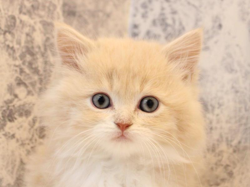 神奈川県のスコティッシュフォールド (ワンラブららぽーと海老名店/2025年10月18日生まれ/女の子/クリームタビーホワイト)の子猫の1枚目の画像