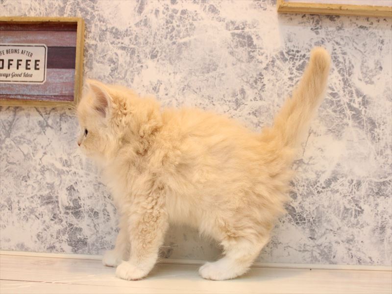神奈川県のスコティッシュフォールド (ワンラブららぽーと海老名店/2025年10月18日生まれ/女の子/クリームタビーホワイト)の子猫の3枚目の画像