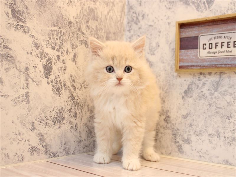 神奈川県のスコティッシュフォールド (ワンラブららぽーと海老名店/2025年10月18日生まれ/女の子/クリームタビーホワイト)の子猫の2枚目の画像