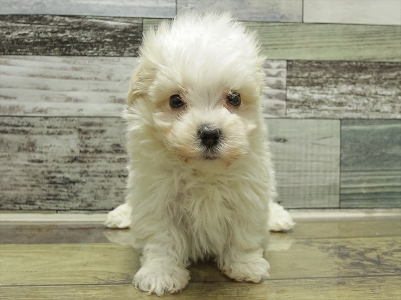 愛知県のマルプー(マルチーズ×プードル) (ワンラブ名古屋守山インター総本店/2025年10月19日生まれ/男の子/クリーム)の子犬の3枚目の画像