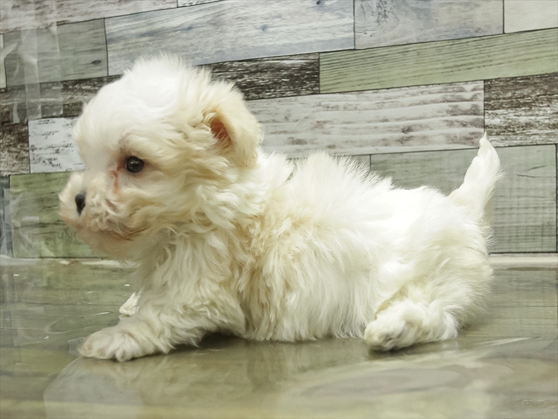 愛知県のマルプー(マルチーズ×プードル) (ワンラブ名古屋守山インター総本店/2025年10月19日生まれ/男の子/クリーム)の子犬の2枚目の画像