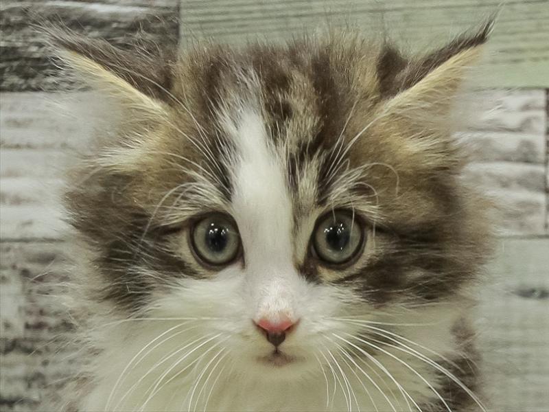 愛知県のサイベリアン (ワンラブ名古屋守山インター総本店/2025年10月18日生まれ/男の子/ブラウンタビーホワイト)の子猫の1枚目の画像