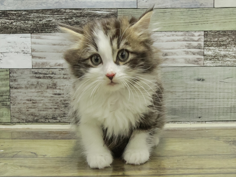 愛知県のサイベリアン (ワンラブ名古屋守山インター総本店/2025年10月18日生まれ/男の子/ブラウンタビーホワイト)の子猫の3枚目の画像