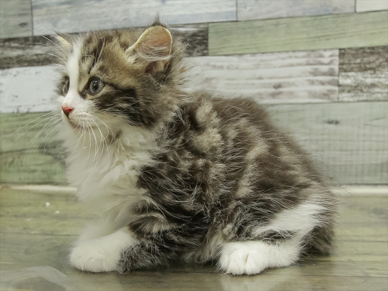 愛知県のサイベリアン (ワンラブ名古屋守山インター総本店/2025年10月18日生まれ/男の子/ブラウンタビーホワイト)の子猫の2枚目の画像