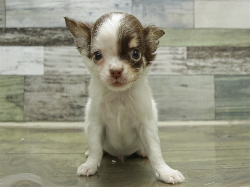 愛知県のチワワ(ロング) (ワンラブ名古屋守山インター総本店/2025年10月6日生まれ/男の子/チョコレートタンホワイト)の子犬の3枚目の画像