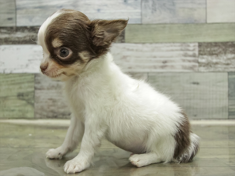 愛知県のチワワ(ロング) (ワンラブ名古屋守山インター総本店/2025年10月6日生まれ/男の子/チョコレートタンホワイト)の子犬の2枚目の画像