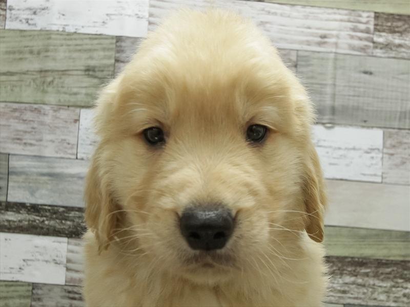 愛知県のゴールデンレトリバー (ワンラブ名古屋守山インター総本店/2025年10月18日生まれ/男の子/ゴールデン)の子犬の1枚目の画像