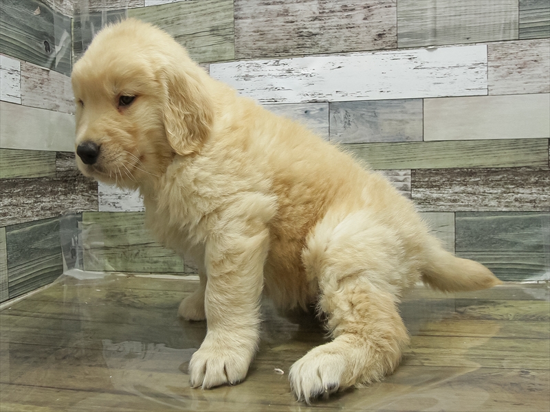 愛知県のゴールデンレトリバー (ワンラブ名古屋守山インター総本店/2025年10月18日生まれ/男の子/ゴールデン)の子犬の2枚目の画像