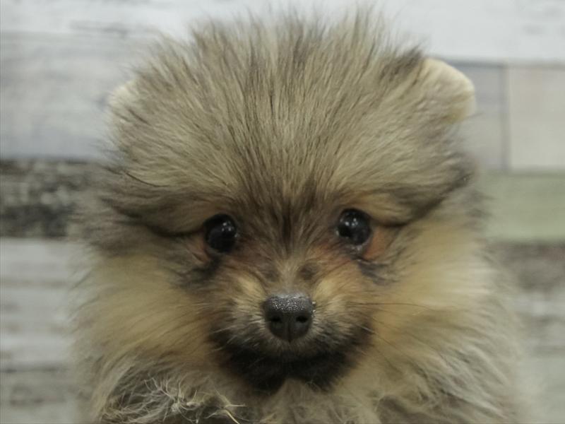 愛知県のポメラニアン (ワンラブ名古屋守山インター総本店/2025年10月15日生まれ/女の子/ウルフセーブル)の子犬の1枚目の画像