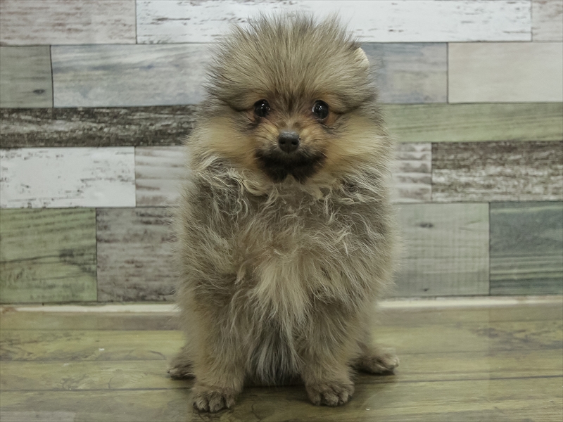 愛知県のポメラニアン (ワンラブ名古屋守山インター総本店/2025年10月15日生まれ/女の子/ウルフセーブル)の子犬の3枚目の画像