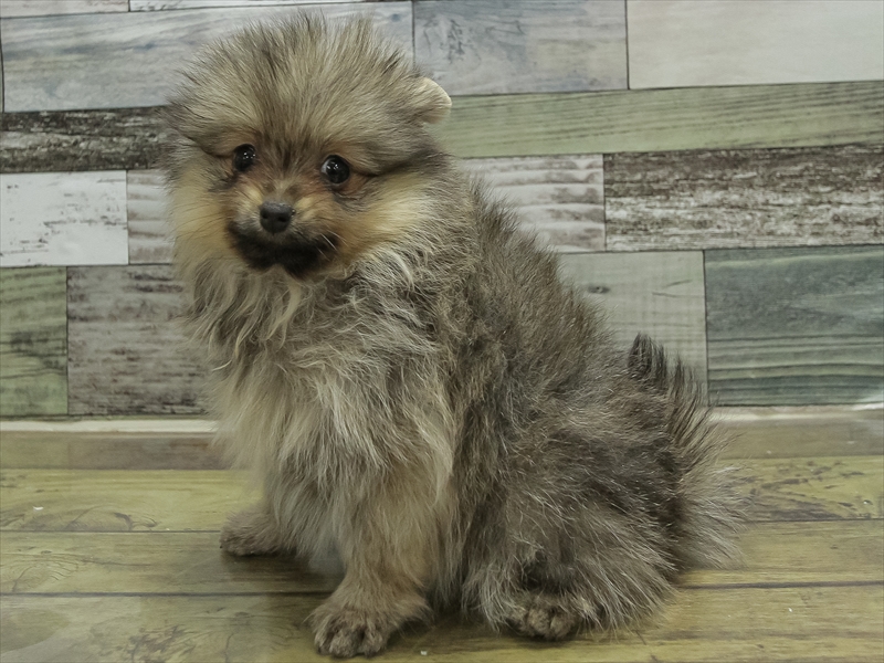 愛知県のポメラニアン (ワンラブ名古屋守山インター総本店/2025年10月15日生まれ/女の子/ウルフセーブル)の子犬の2枚目の画像