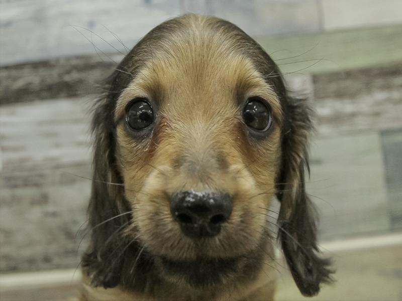 愛知県のカニンヘンダックスフンド(ロング) (ワンラブ名古屋守山インター総本店/2025年10月15日生まれ/女の子/レッド)の子犬の1枚目の画像