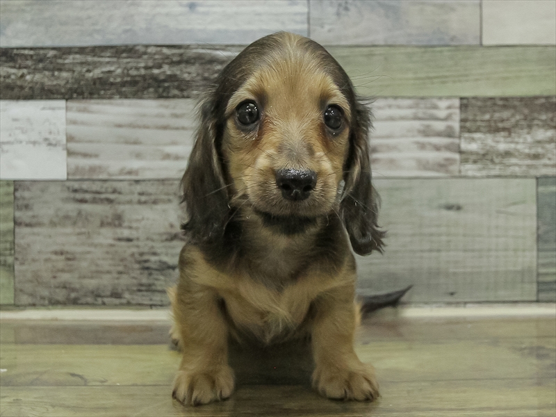 愛知県のカニンヘンダックスフンド(ロング) (ワンラブ名古屋守山インター総本店/2025年10月15日生まれ/女の子/レッド)の子犬の3枚目の画像