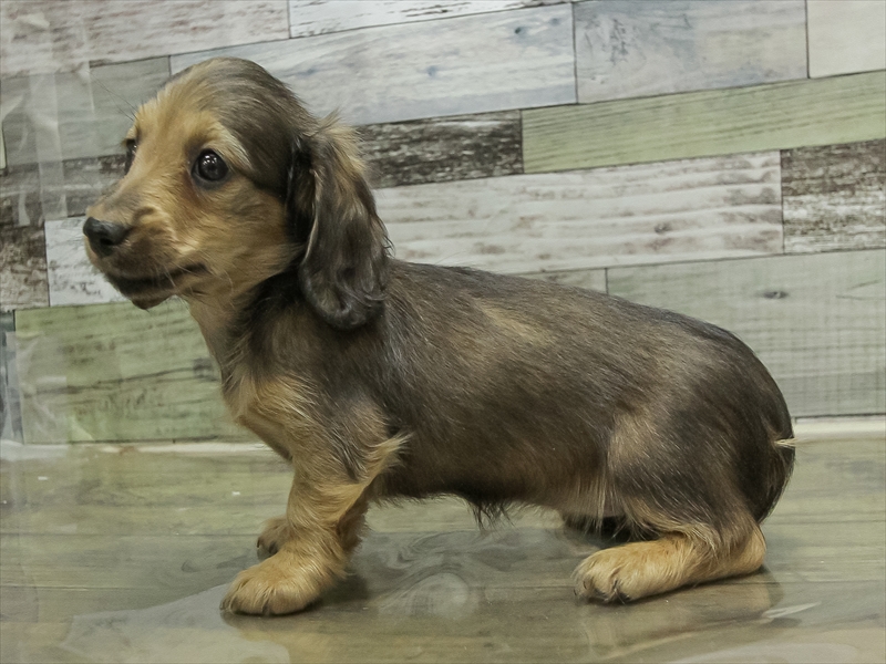 愛知県のカニンヘンダックスフンド(ロング) (ワンラブ名古屋守山インター総本店/2025年10月15日生まれ/女の子/レッド)の子犬の2枚目の画像