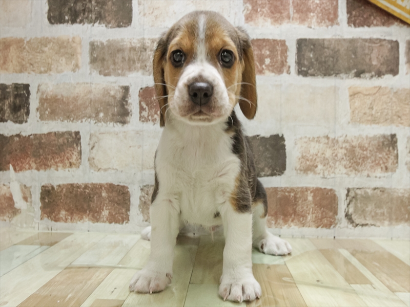 滋賀県のビーグル (ワンラブピエリ守山店/2025年10月19日生まれ/男の子/ブラックタンホワイト)の子犬の3枚目の画像