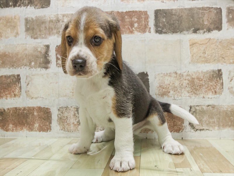 滋賀県のビーグル (ワンラブピエリ守山店/2025年10月19日生まれ/男の子/ブラックタンホワイト)の子犬の2枚目の画像