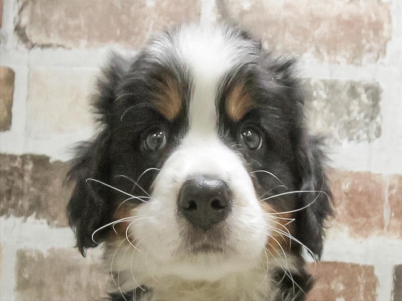 愛知県のバーニーズマウンテンドッグ (ワンラブ名古屋守山インター総本店/2025年10月18日生まれ/男の子/ブラックラストホワイト)の子犬の1枚目の画像