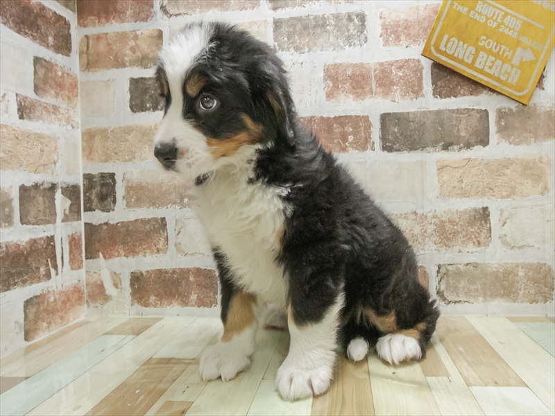 愛知県のバーニーズマウンテンドッグ (ワンラブ名古屋守山インター総本店/2025年10月18日生まれ/男の子/ブラックラストホワイト)の子犬の2枚目の画像