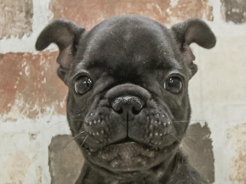 愛知県のフレンチブルドッグ (ワンラブ名古屋守山インター総本店/2025年10月19日生まれ/男の子/ブリンドル)の子犬の1枚目の画像