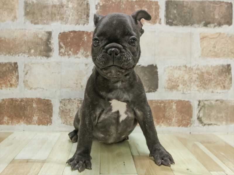 愛知県のフレンチブルドッグ (ワンラブ名古屋守山インター総本店/2025年10月19日生まれ/男の子/ブリンドル)の子犬の3枚目の画像