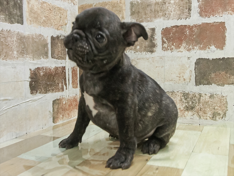 愛知県のフレンチブルドッグ (ワンラブ名古屋守山インター総本店/2025年10月19日生まれ/男の子/ブリンドル)の子犬の2枚目の画像