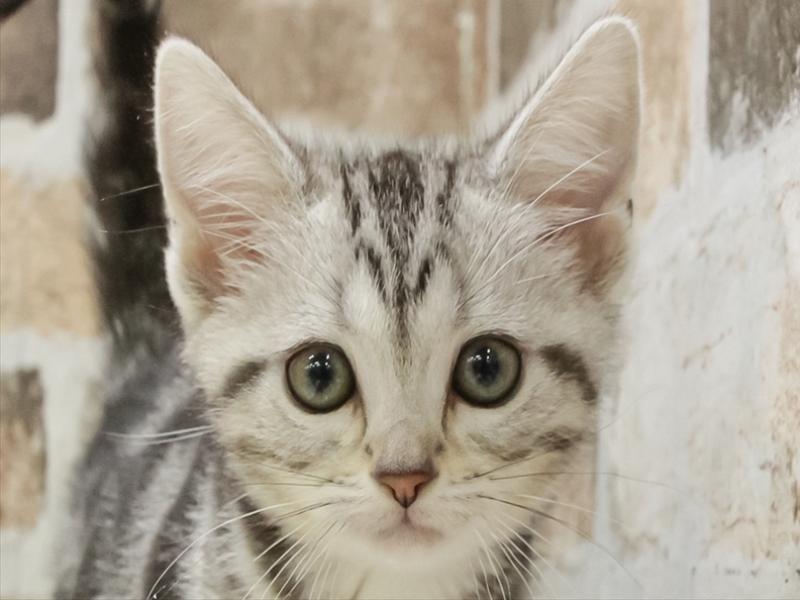 愛知県のアメリカンショートヘアー (ワンラブ名古屋守山インター総本店/2025年10月14日生まれ/女の子/シルバータビー)の子猫の1枚目の画像