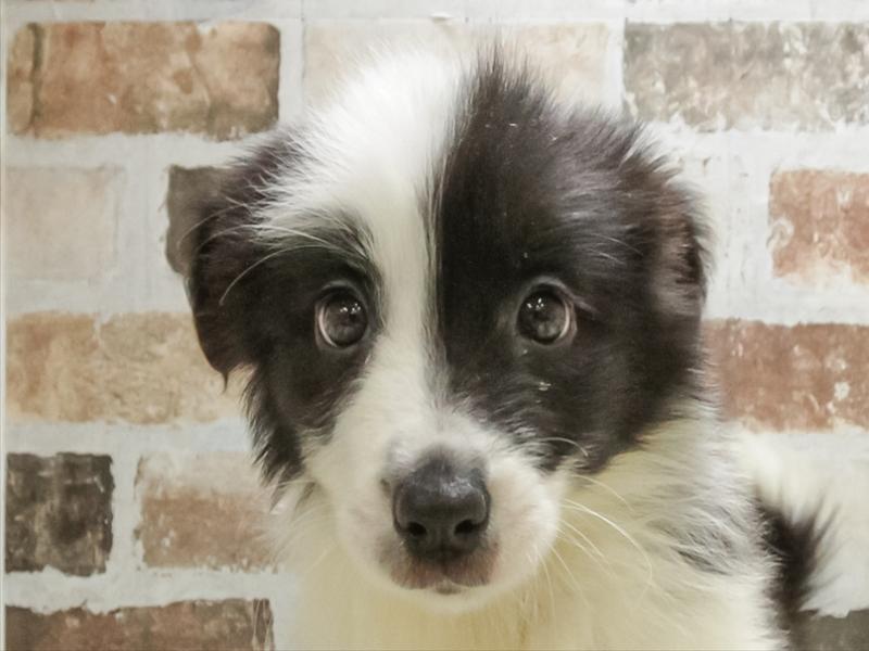 愛知県のボーダーコリー (ワンラブ名古屋守山インター総本店/2025年10月19日生まれ/女の子/ブラックホワイト)の子犬の1枚目の画像