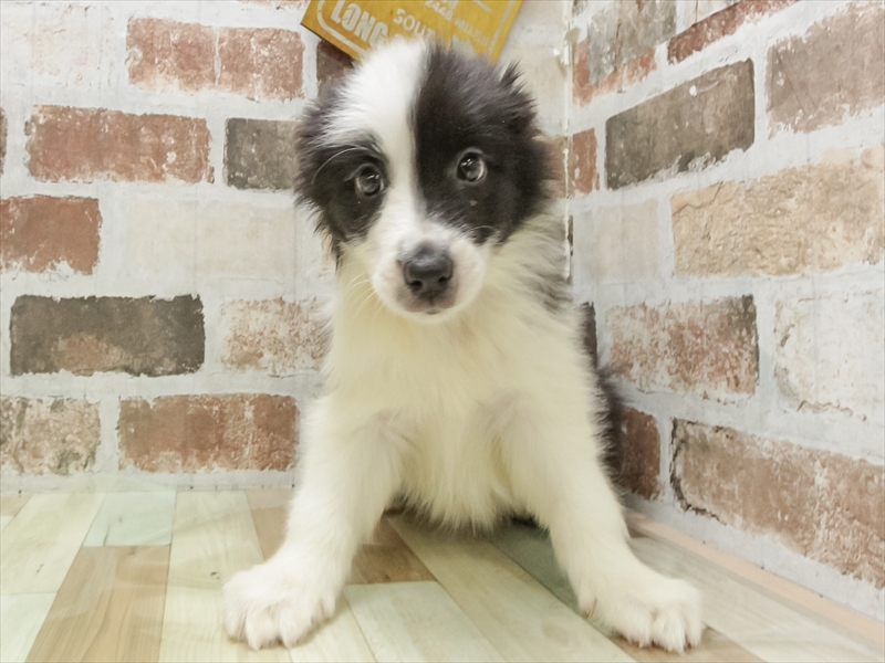 愛知県のボーダーコリー (ワンラブ名古屋守山インター総本店/2025年10月19日生まれ/女の子/ブラックホワイト)の子犬の3枚目の画像