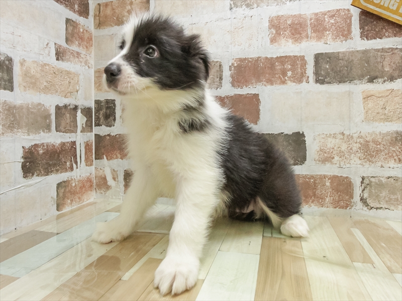 愛知県のボーダーコリー (ワンラブ名古屋守山インター総本店/2025年10月19日生まれ/女の子/ブラックホワイト)の子犬の2枚目の画像
