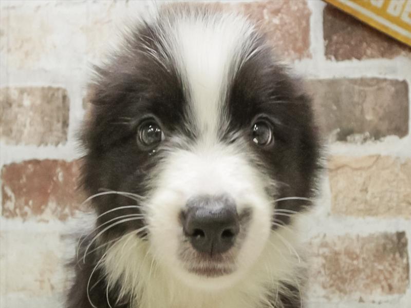 愛知県のボーダーコリー (ワンラブ名古屋守山インター総本店/2025年10月19日生まれ/男の子/ブラックホワイト)の子犬の1枚目の画像