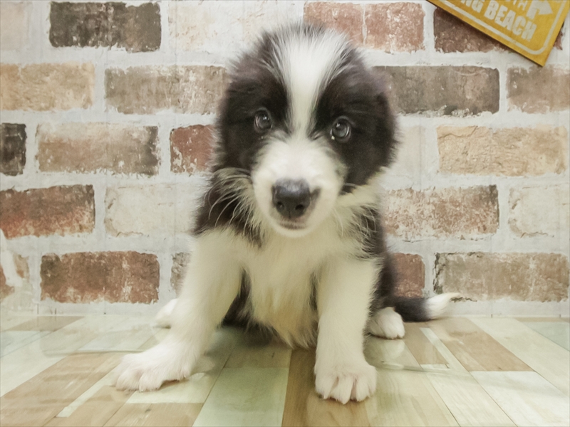 愛知県のボーダーコリー (ワンラブ名古屋守山インター総本店/2025年10月19日生まれ/男の子/ブラックホワイト)の子犬の3枚目の画像