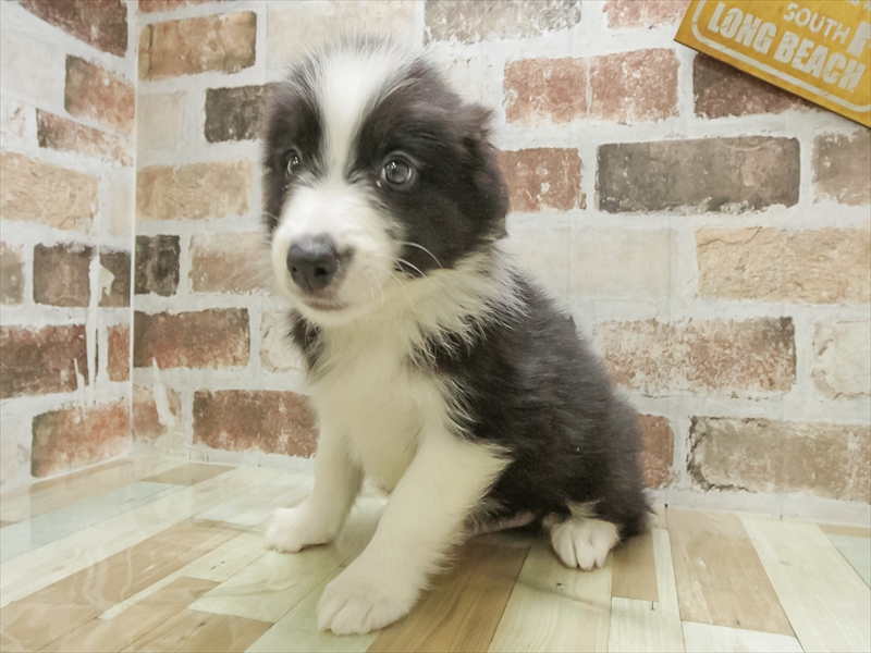 愛知県のボーダーコリー (ワンラブ名古屋守山インター総本店/2025年10月19日生まれ/男の子/ブラックホワイト)の子犬の2枚目の画像