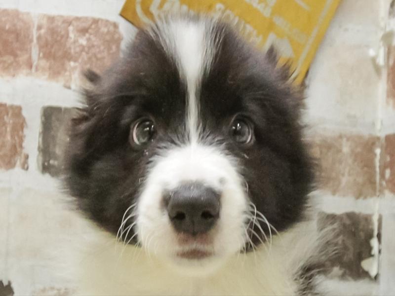 静岡県のボーダーコリー (ワンラブららぽーと沼津店/2025年10月19日生まれ/男の子/ブラックホワイト)の子犬の1枚目の画像