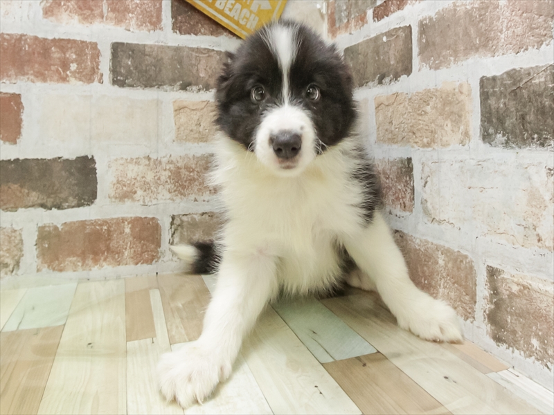 静岡県のボーダーコリー (ワンラブららぽーと沼津店/2025年10月19日生まれ/男の子/ブラックホワイト)の子犬の3枚目の画像