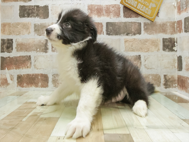 静岡県のボーダーコリー (ワンラブららぽーと沼津店/2025年10月19日生まれ/男の子/ブラックホワイト)の子犬の2枚目の画像