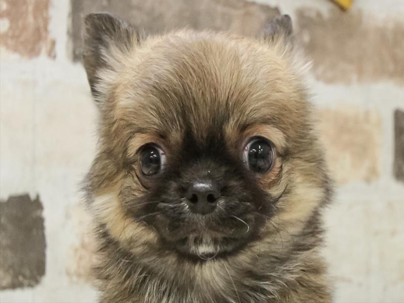 愛知県のチワワ(ロング) (ワンラブ名古屋守山インター総本店/2025年10月7日生まれ/女の子/フォーン)の子犬の1枚目の画像