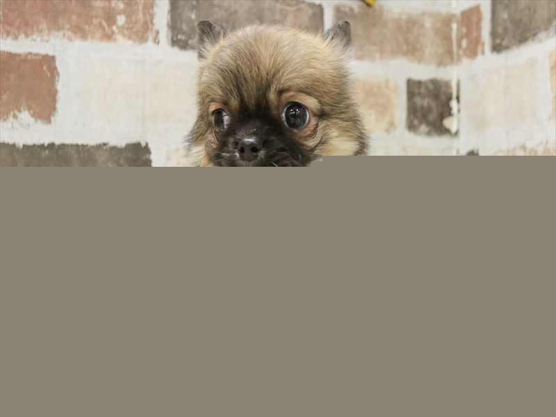 愛知県のチワワ(ロング) (ワンラブ名古屋守山インター総本店/2025年10月7日生まれ/女の子/フォーン)の子犬の3枚目の画像