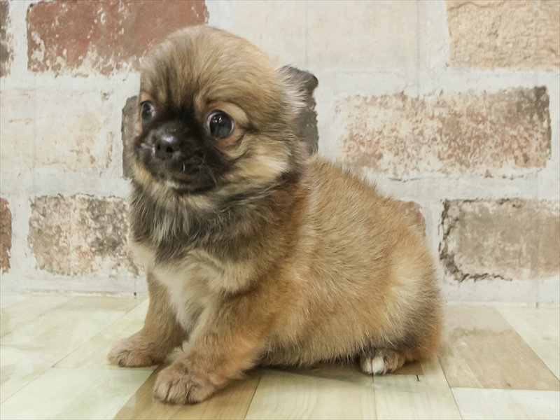 愛知県のチワワ(ロング) (ワンラブ名古屋守山インター総本店/2025年10月7日生まれ/女の子/フォーン)の子犬の2枚目の画像