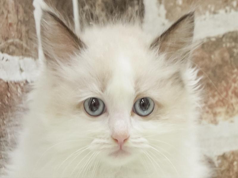 愛知県のラグドール (ワンラブ名古屋守山インター総本店/2025年10月17日生まれ/女の子/シールポイントバイカラー)の子猫の1枚目の画像