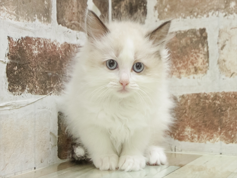 愛知県のラグドール (ワンラブ名古屋守山インター総本店/2025年10月17日生まれ/女の子/シールポイントバイカラー)の子猫の3枚目の画像