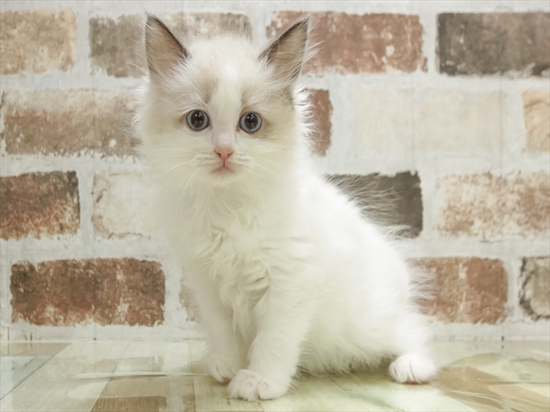 愛知県のラグドール (ワンラブ名古屋守山インター総本店/2025年10月17日生まれ/女の子/シールポイントバイカラー)の子猫の2枚目の画像