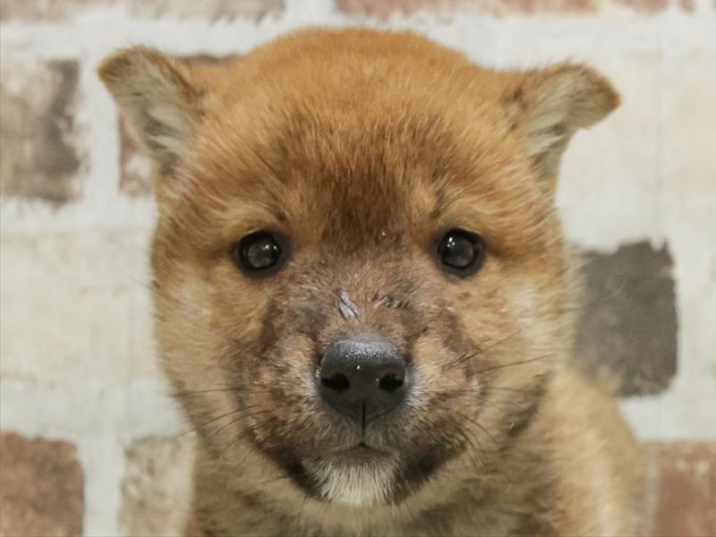 愛知県の柴犬(標準サイズ) (ワンラブ名古屋守山インター総本店/2025年10月19日生まれ/男の子/赤)の子犬の1枚目の画像