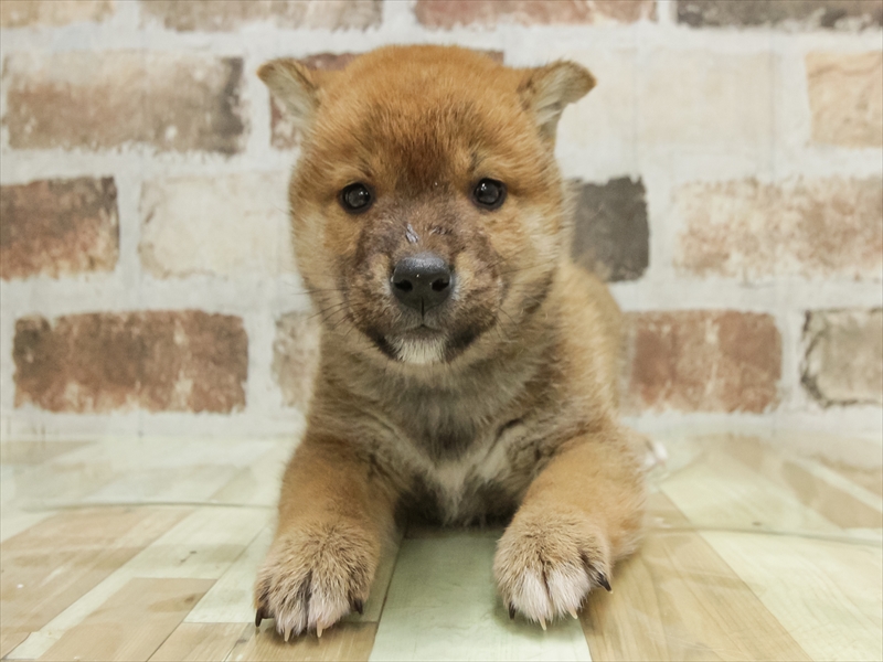愛知県の柴犬(標準サイズ) (ワンラブ名古屋守山インター総本店/2025年10月19日生まれ/男の子/赤)の子犬の3枚目の画像