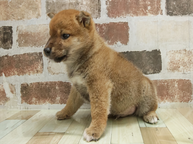 愛知県の柴犬(標準サイズ) (ワンラブ名古屋守山インター総本店/2025年10月19日生まれ/男の子/赤)の子犬の2枚目の画像