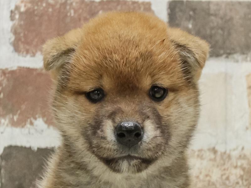 愛知県の柴犬(標準サイズ) (ワンラブ名古屋守山インター総本店/2025年10月19日生まれ/女の子/赤)の子犬の1枚目の画像