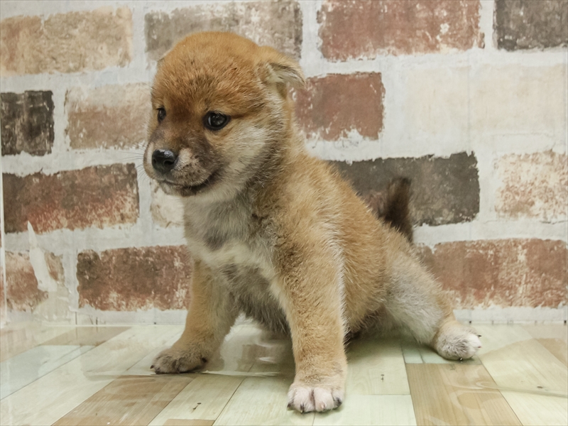 愛知県の柴犬(標準サイズ) (ワンラブ名古屋守山インター総本店/2025年10月19日生まれ/女の子/赤)の子犬の2枚目の画像